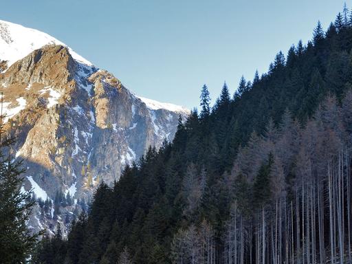 Illegal gerodeter Wald in Rumänien.
