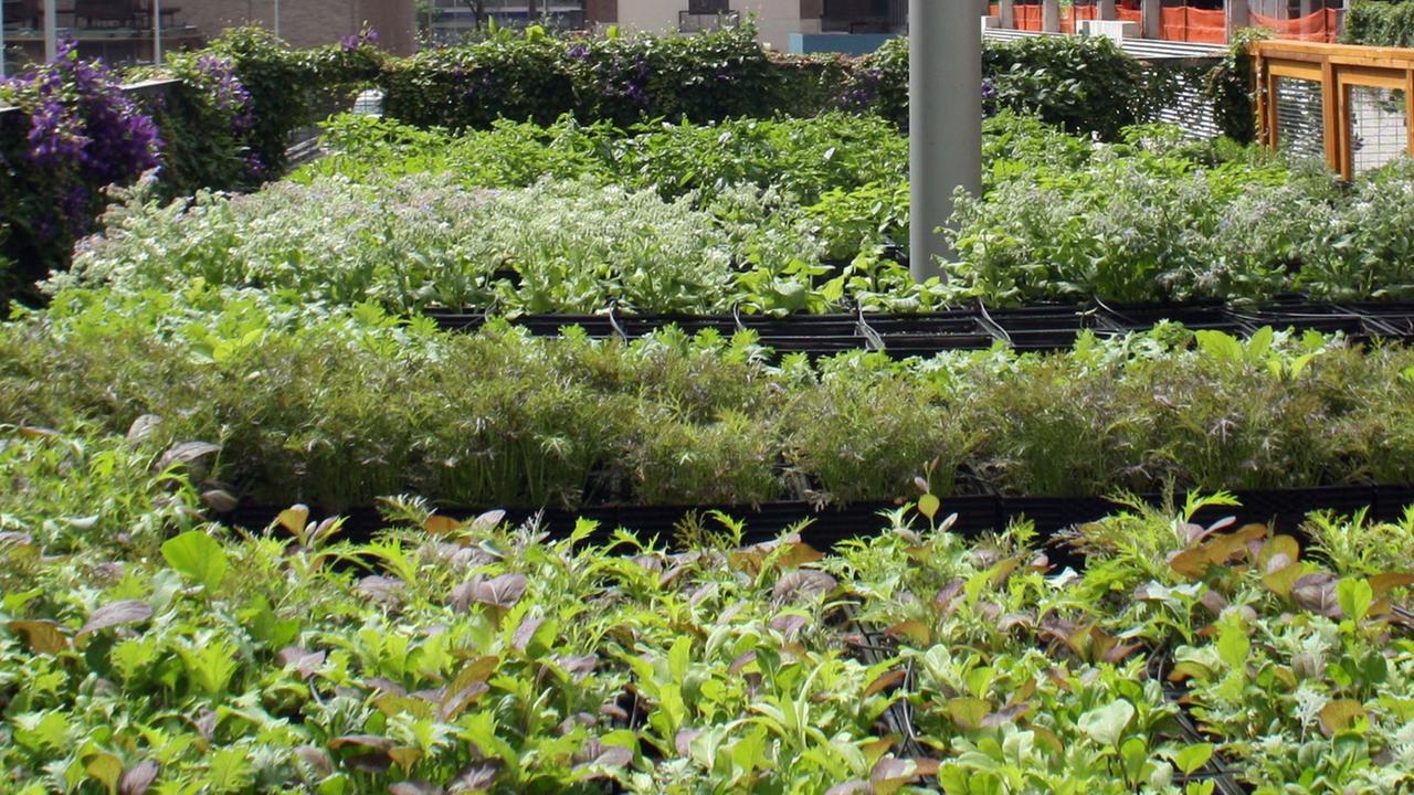 Urban Gardening in New York City Urban Gardening in New York City