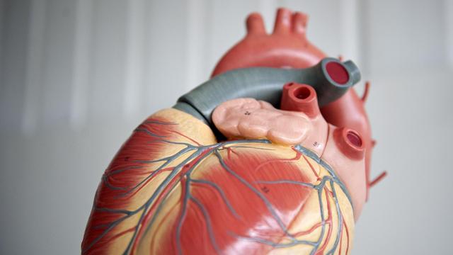 Das Modell eines menschlichen Herzens