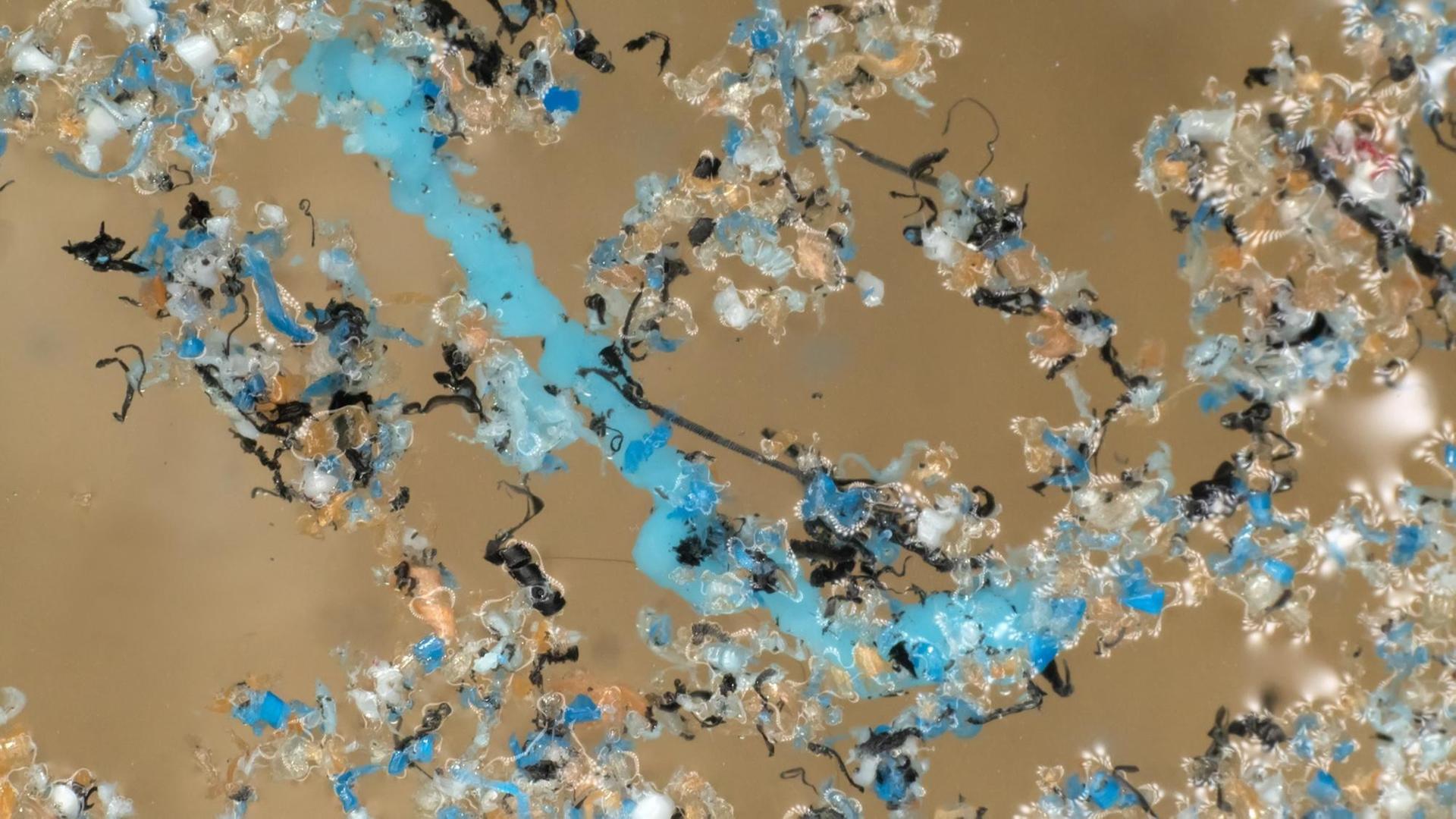 Umweltverschmutzung durch Mikroplastik Umweltverschmutzung durch Mikroplastik