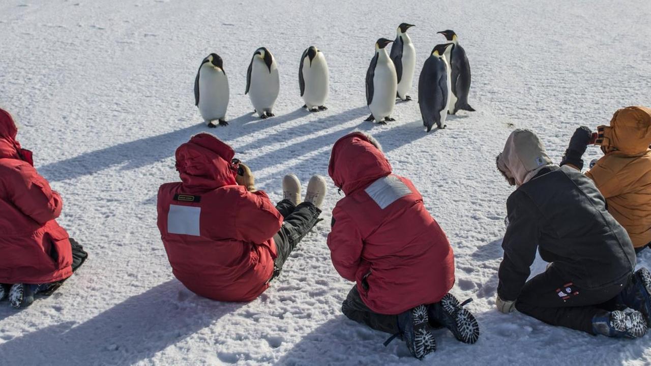 Pinguine auf Ross-Island vor einer Menschengruppe