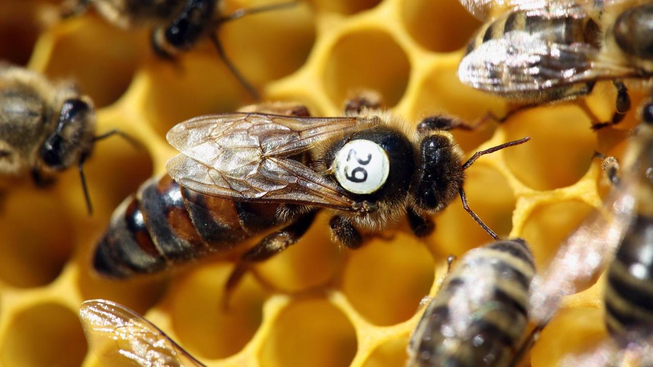 Auf gelben Waben tummeln sich mehrere Bienen, nur eine ist mit der Zahl 29 markiert. Auf gelben Waben tummeln sich mehrere Bienen, nur eine ist mit der Zahl 29 markiert.