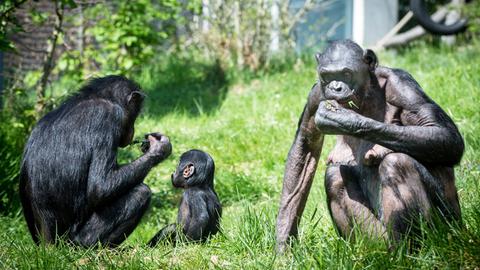 Bonobos im zoologisch-botanischen Garten Wilhelma in Stuttgart, aufgenommen am 24.04.2015.