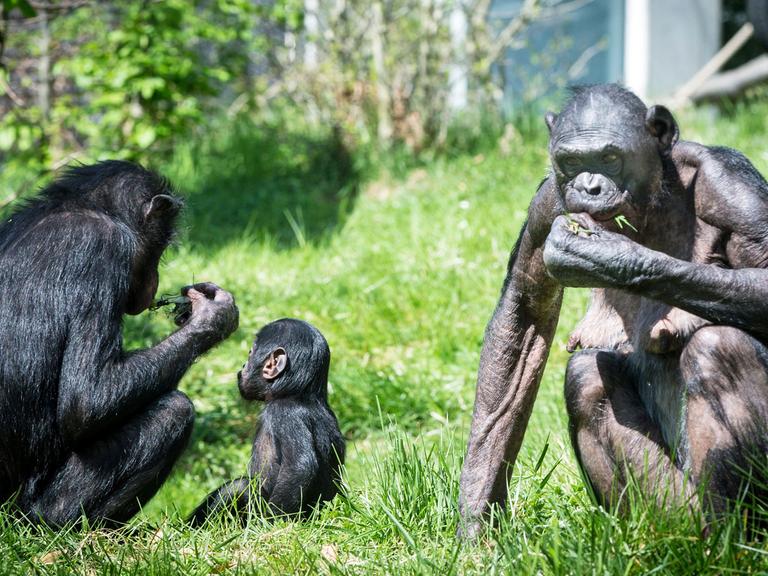 Bonobos im zoologisch-botanischen Garten Wilhelma in Stuttgart, aufgenommen am 24.04.2015.