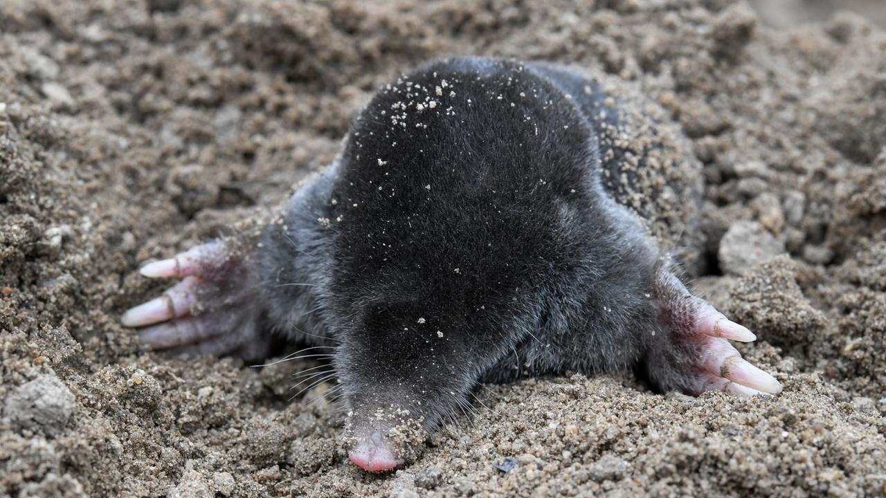 Ein Maulwurf gräbt sich durch die Erde. Ein Maulwurf gräbt sich durch die Erde.
