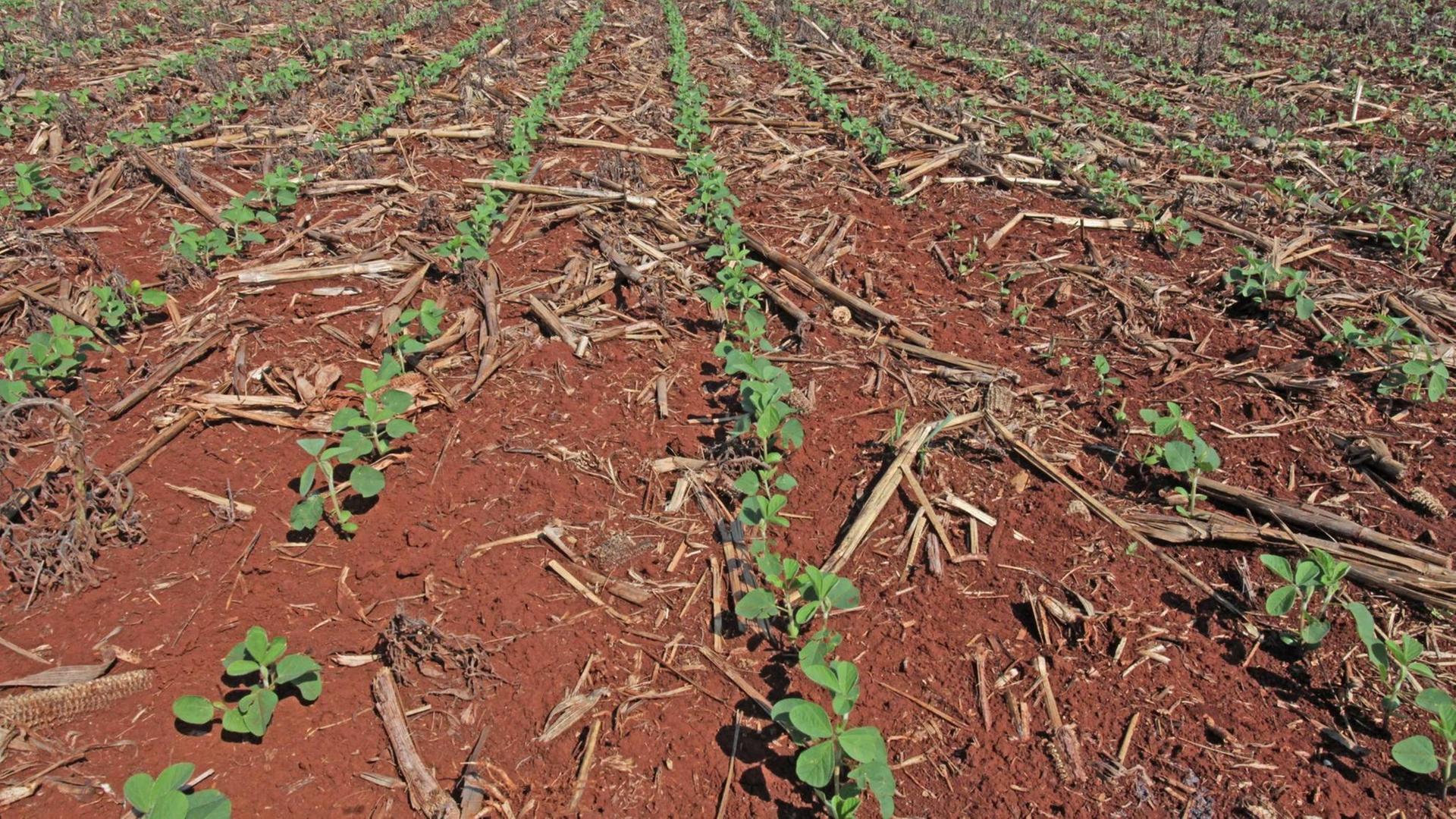 Sojapflanzen in einer Reihe auf roter Erde gepflanzt auf einer Plantage in Campo Mourão, Paraná, Brasilien Sojapflanzen in einer Reihe auf roter Erde gepflanzt auf einer Plantage in Campo Mourão, Paraná, Brasilien