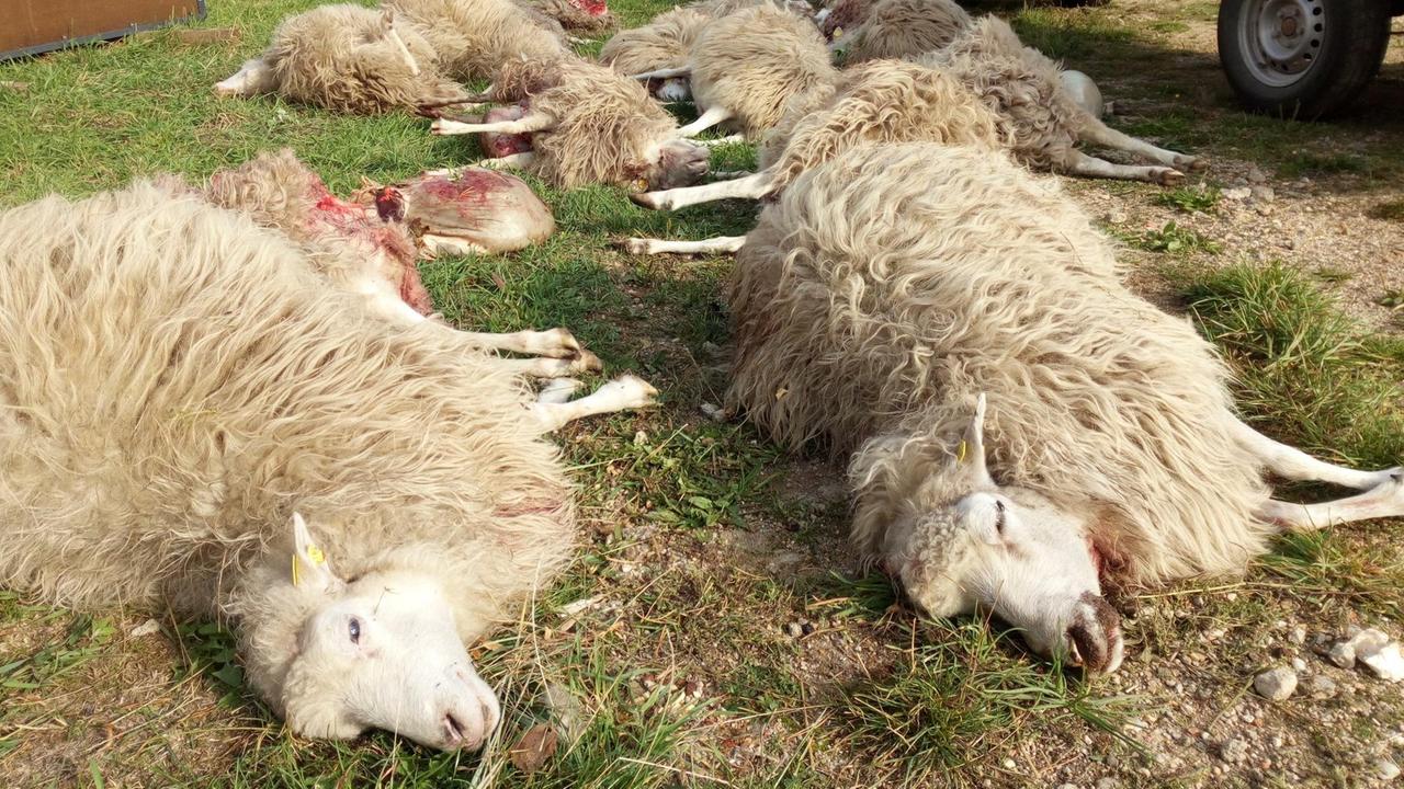 Tote Schafe der Herde der Naturschutzstation Östliche Oberlausitz liegen auf einer Wiese