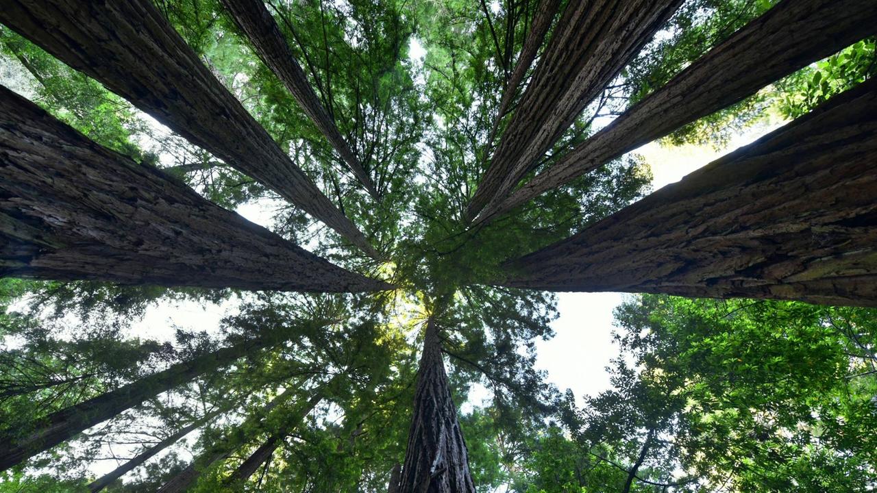 Blick in die Baumkronen im Nationalpark Muir Woods Nationalmonument Blick in die Baumkronen im Nationalpark Muir Woods Nationalmonument