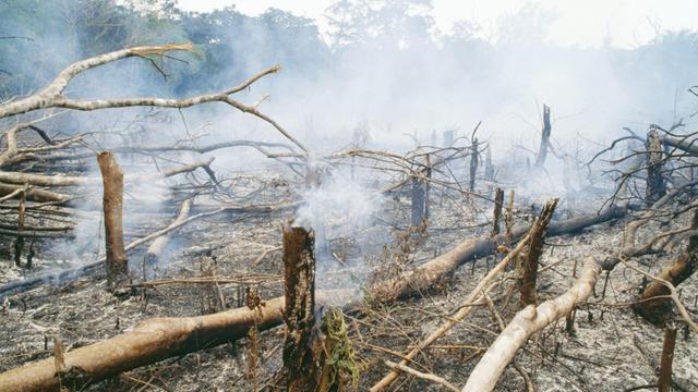 Rauch steigt zwischen abgeholzten Baumstümpfen empor.