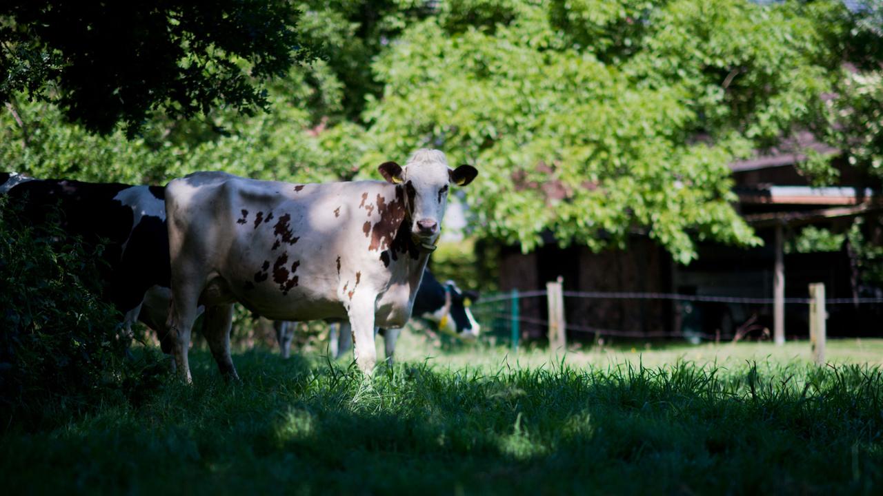 Ein Kuh steht am 15.06.2015 auf einer Weide bei Wunstorf in der Region Hannover.