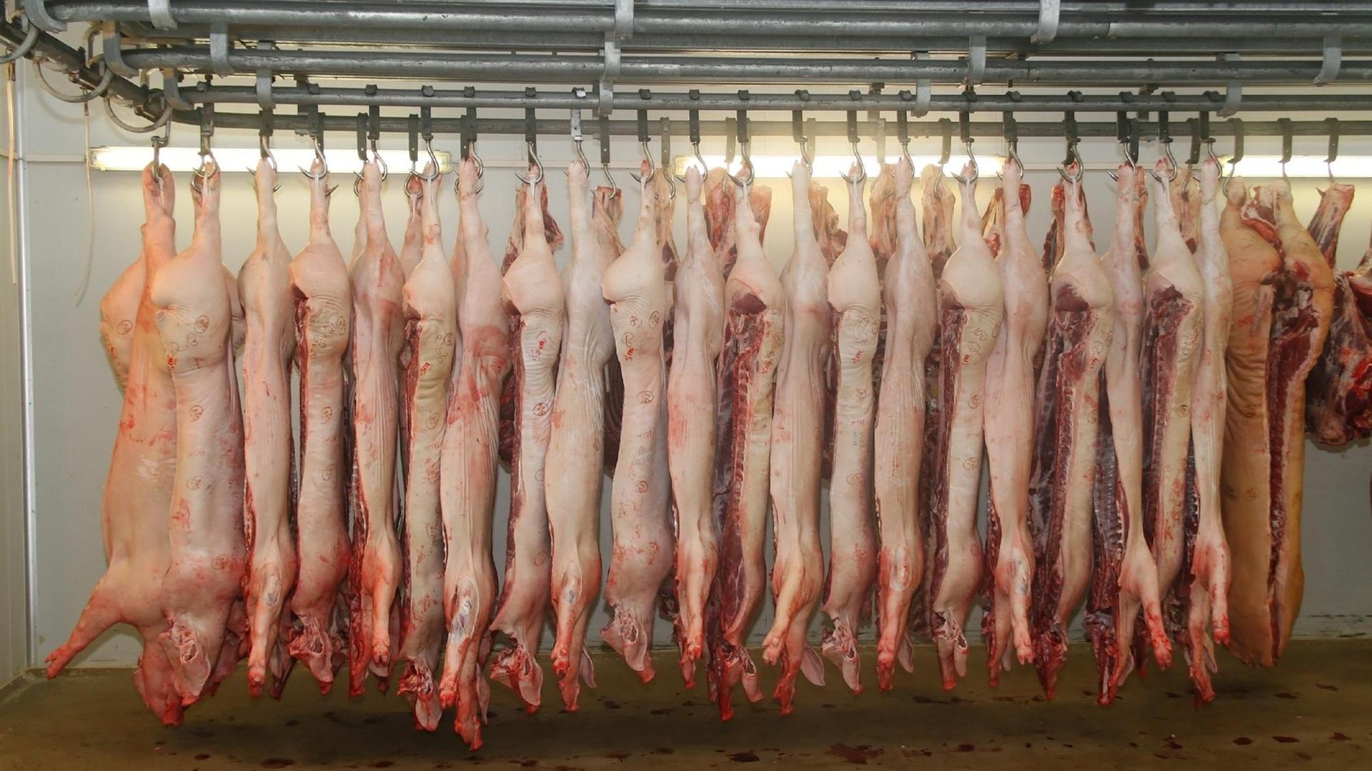 Schweine in einem Schlachthof, die in einer Reihe von der Decke hängen. Schweine in einem Schlachthof, die in einer Reihe von der Decke hängen.