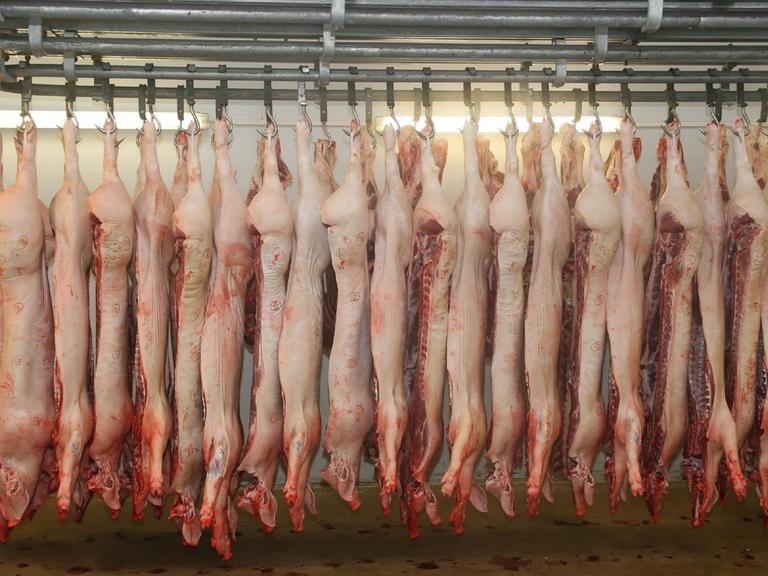 Schweine in einem Schlachthof, die in einer Reihe von der Decke hängen.