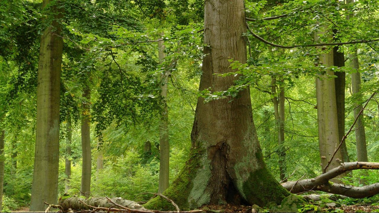 Буковые леса Германии ЮНЕСКО