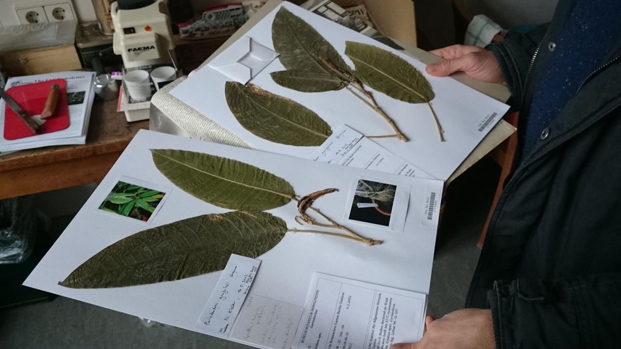 Aufgeklebte Blätter des Eukalyptus-Baumes im Botanischen Museum in Berlin-Dahlem