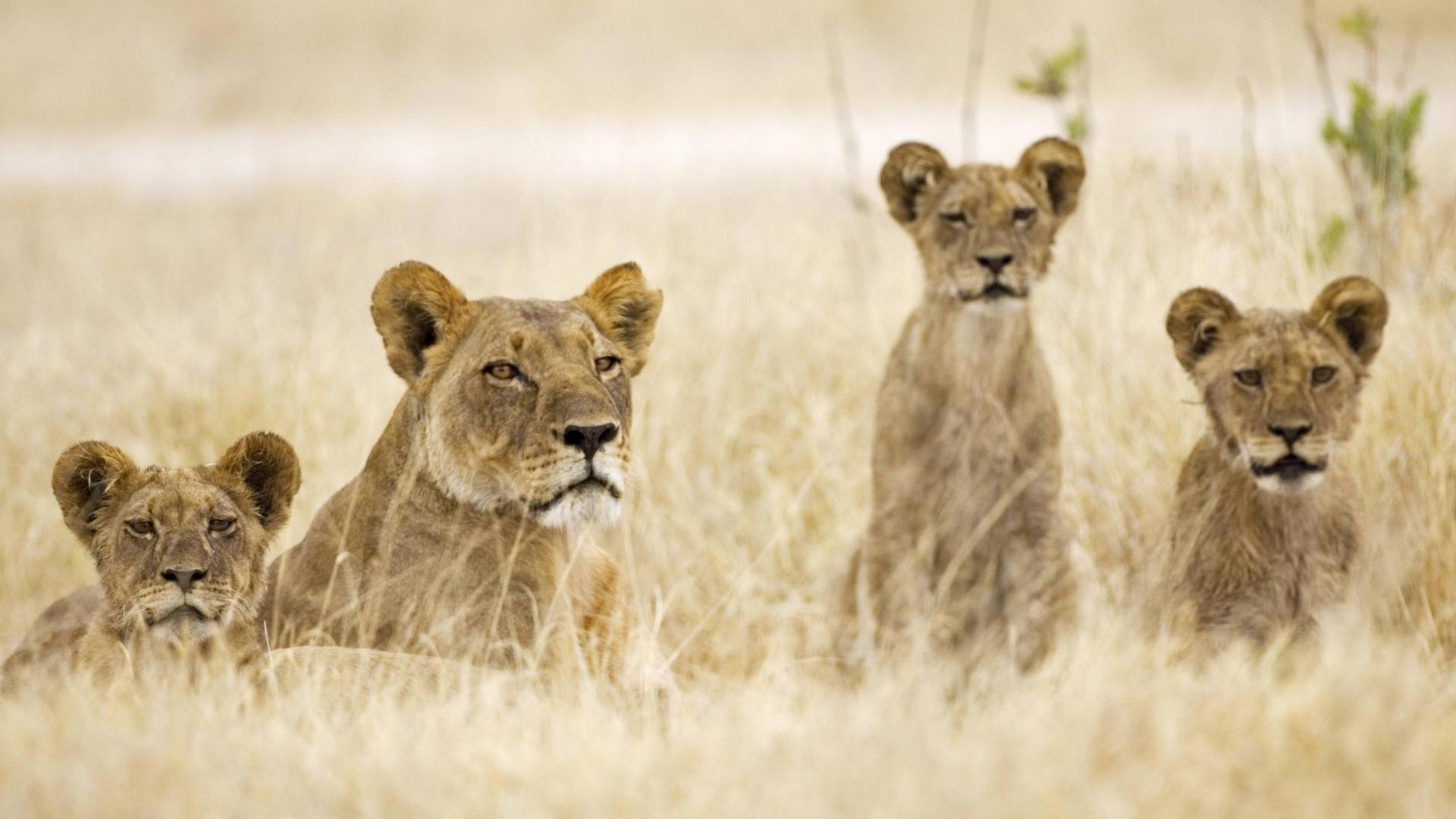Eine Löwen-Familie in der Steppe. Eine Löwen-Familie in der Steppe.