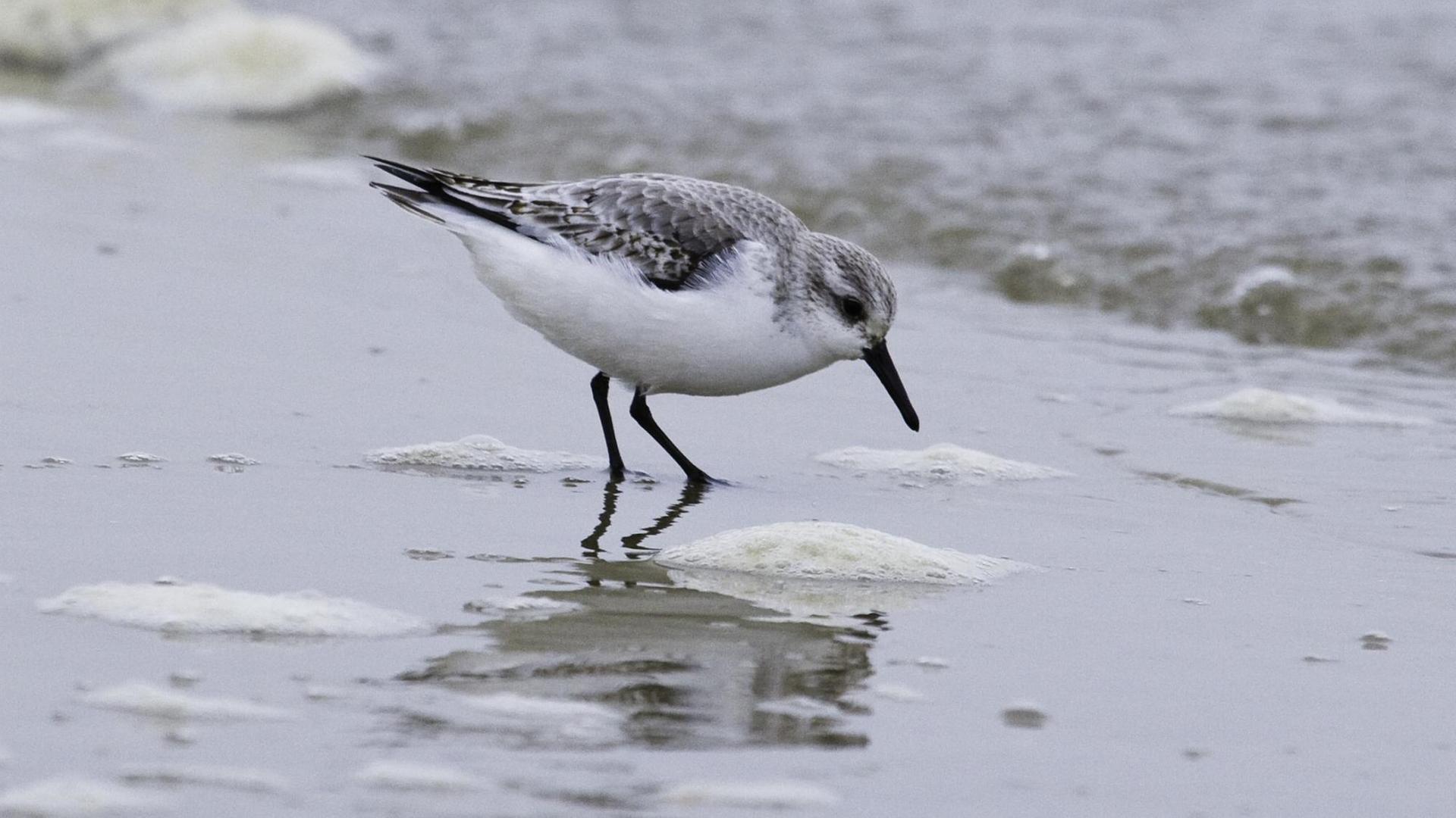 Ein Sanderling am Strand von Spiekeroog auf der Nahrungssuche Ein Sanderling am Strand von Spiekeroog auf der Nahrungssuche