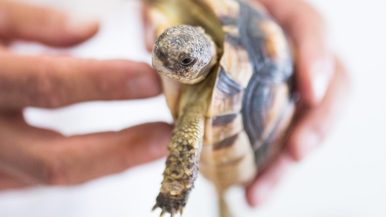 Der Tierpfleger Peter Schegget hält in Metelen (Nordrhein-Westfalen) im Artenschutzzentrum eine Breitrandschildkröte in den Händen. Das Artenschutzzentrum im Münsterland beherbergt derzeit rund 200 Tiere auf dem abgeschotteten Gelände eines ehemaligen biologischen Forschungsinstituts. Der Tierpfleger Peter Schegget hält in Metelen (Nordrhein-Westfalen) im Artenschutzzentrum eine Breitrandschildkröte in den Händen. Das Artenschutzzentrum im Münsterland beherbergt derzeit rund 200 Tiere auf dem abgeschotteten Gelände eines ehemaligen biologischen Forschungsinstituts.