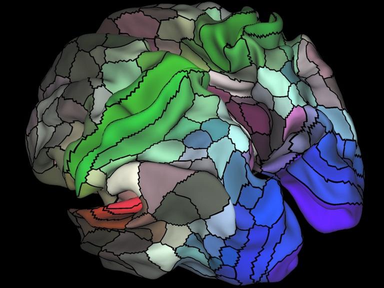 Grafische Animation des Gehirns nach Glasser