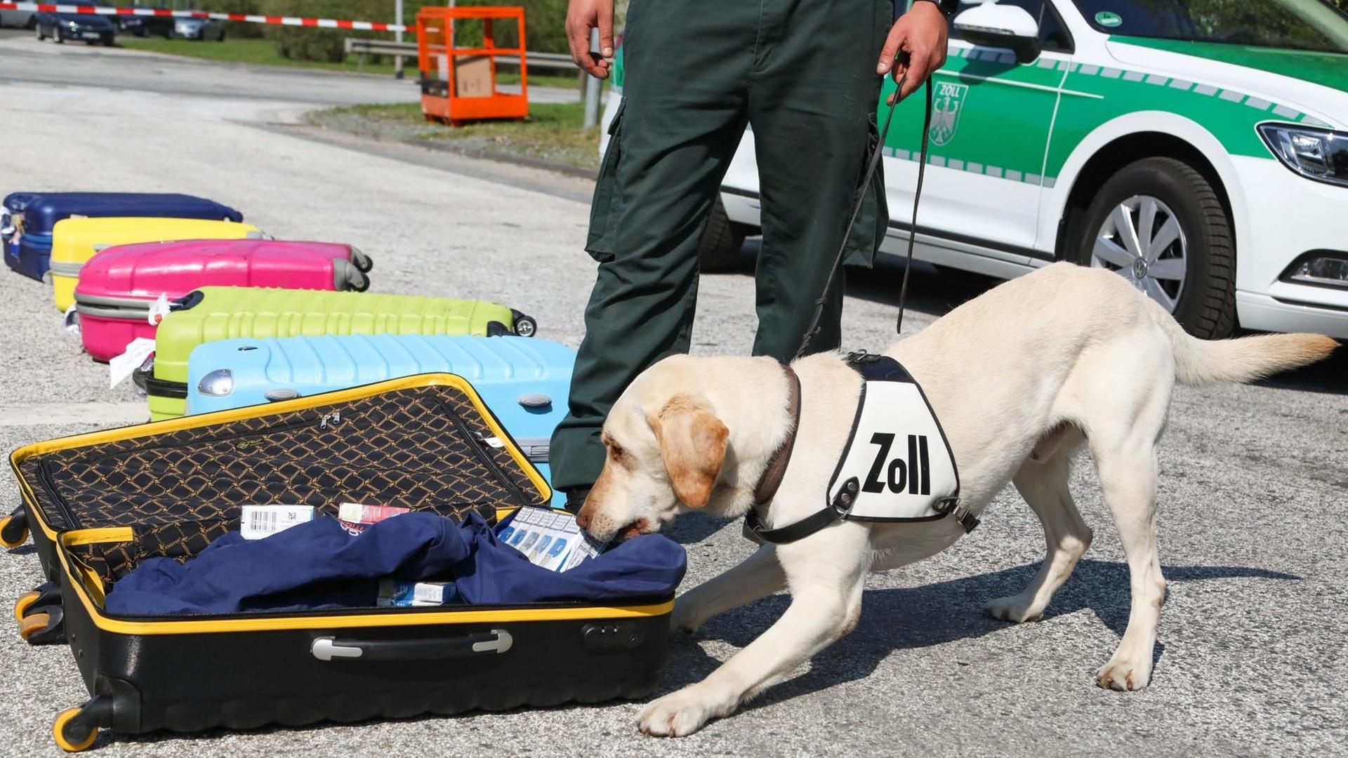 Ein heller Labrador schnüffelt an einem aufgeklappten Koffer mit Kleidung. Auf seinem Geschirr steht "Zoll".