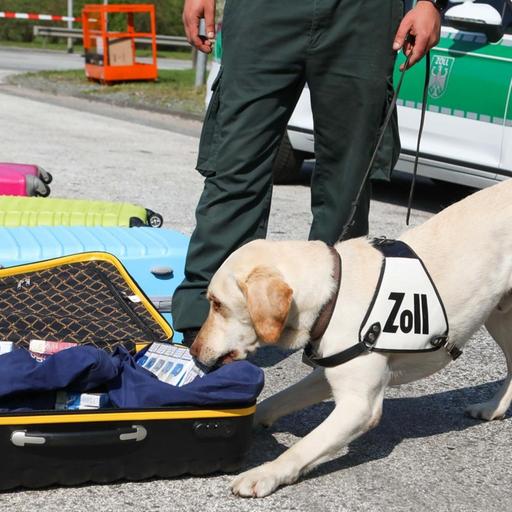 Ein heller Labrador schnüffelt an einem aufgeklappten Koffer mit Kleidung. Auf seinem Geschirr steht "Zoll".