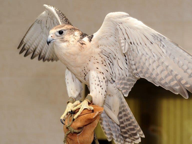 Ein Falke auf einer Hand mit Falknerhandschuh in der Falkenklinik in Abu Dhabi.