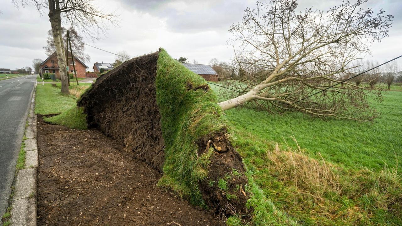 Ein umgestürzter Baum liegt am 18.01.2018 in Alpen-Veen (Nordrhein-Westfalen) neben einer Landstrasse. Ein umgestürzter Baum liegt am 18.01.2018 in Alpen-Veen (Nordrhein-Westfalen) neben einer Landstrasse.