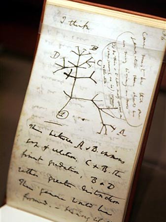Blick in Charles Darwins Notibuch "B notebook" mit der legendären Zeile "I Think"