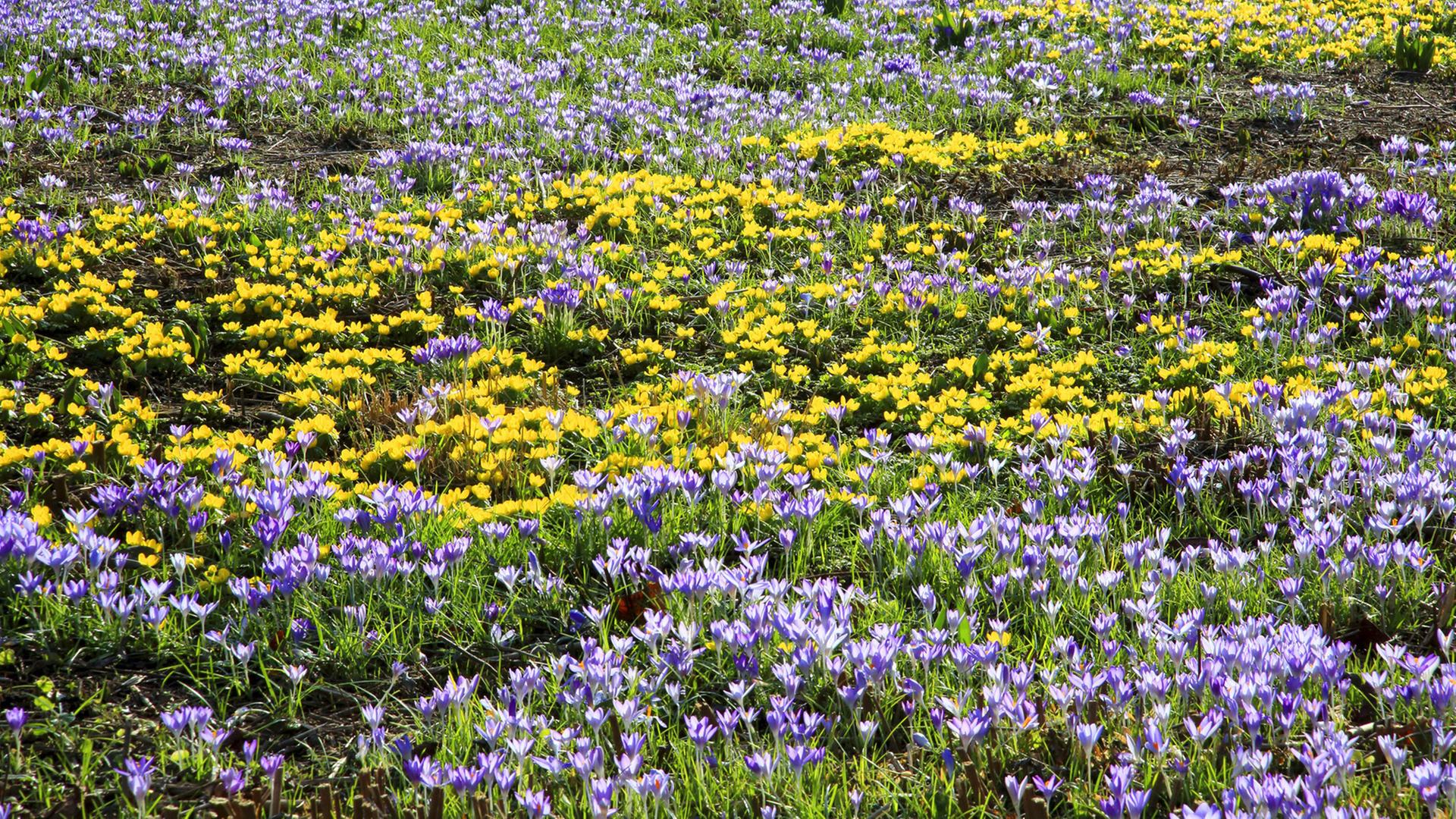 Winterlinge mit Elfenkrokussen in einem Garten Winterlinge mit Elfenkrokussen in einem Garten