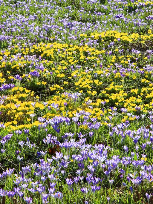 Winterlinge mit Elfenkrokussen in einem Garten