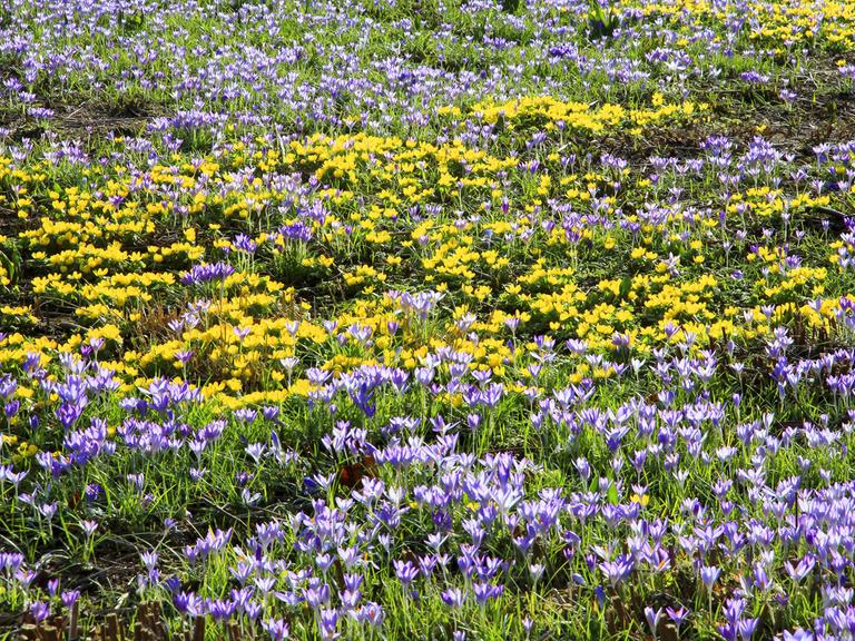 Winterlinge mit Elfenkrokussen in einem Garten
