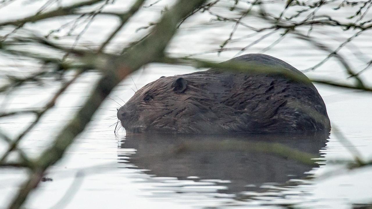 Ein Biber ist am frühen Morgen zwischen den Ästen einer Weide im Wasser im Wasser der Oder nahe Lebus (Brandenburg) unterwegs. Ein Biber ist am frühen Morgen zwischen den Ästen einer Weide im Wasser im Wasser der Oder nahe Lebus (Brandenburg) unterwegs.