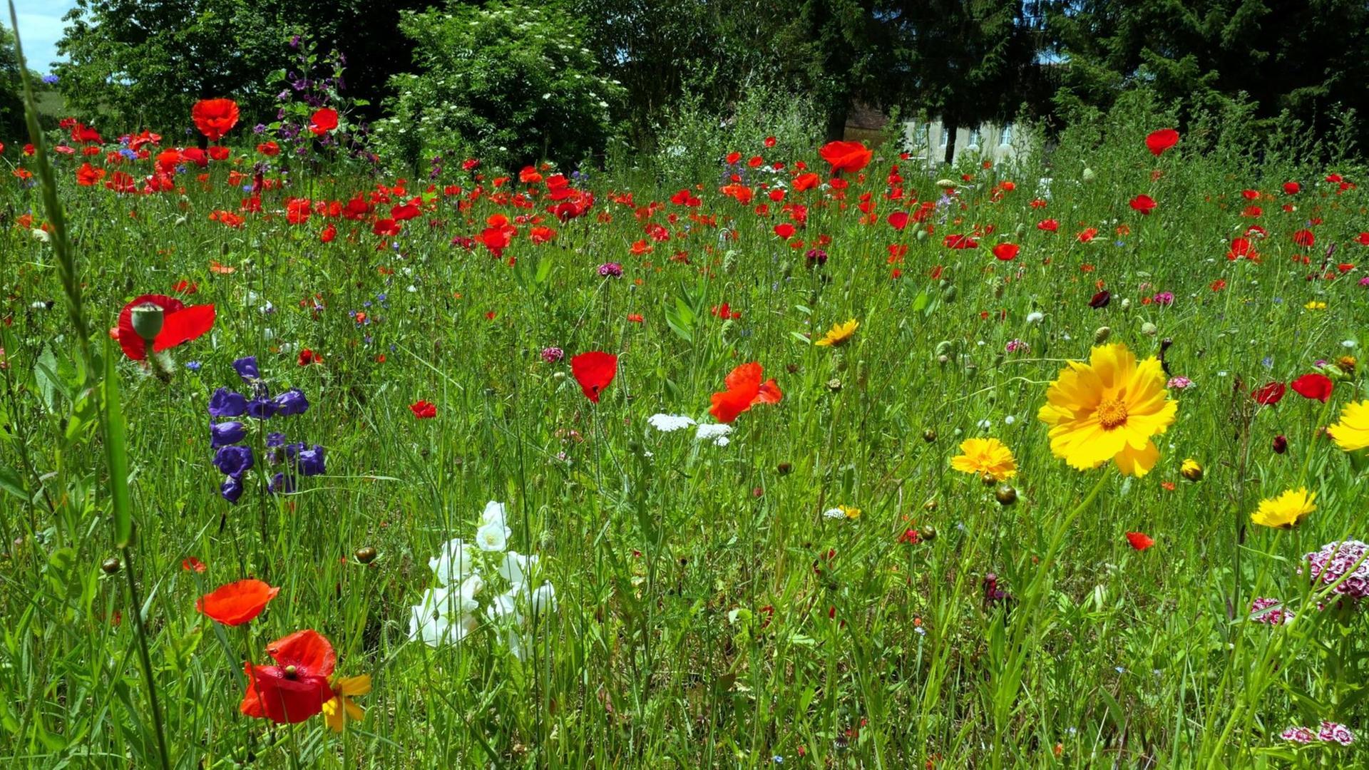 Eine Blumenwiese in Saint-Christophe in der Normandie (Frankreich) Eine Blumenwiese in Saint-Christophe in der Normandie (Frankreich)