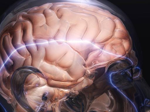 Illustration eines menschlichen Gehirns von der Seite.
