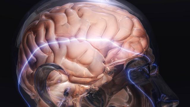 Illustration eines menschlichen Gehirns von der Seite.