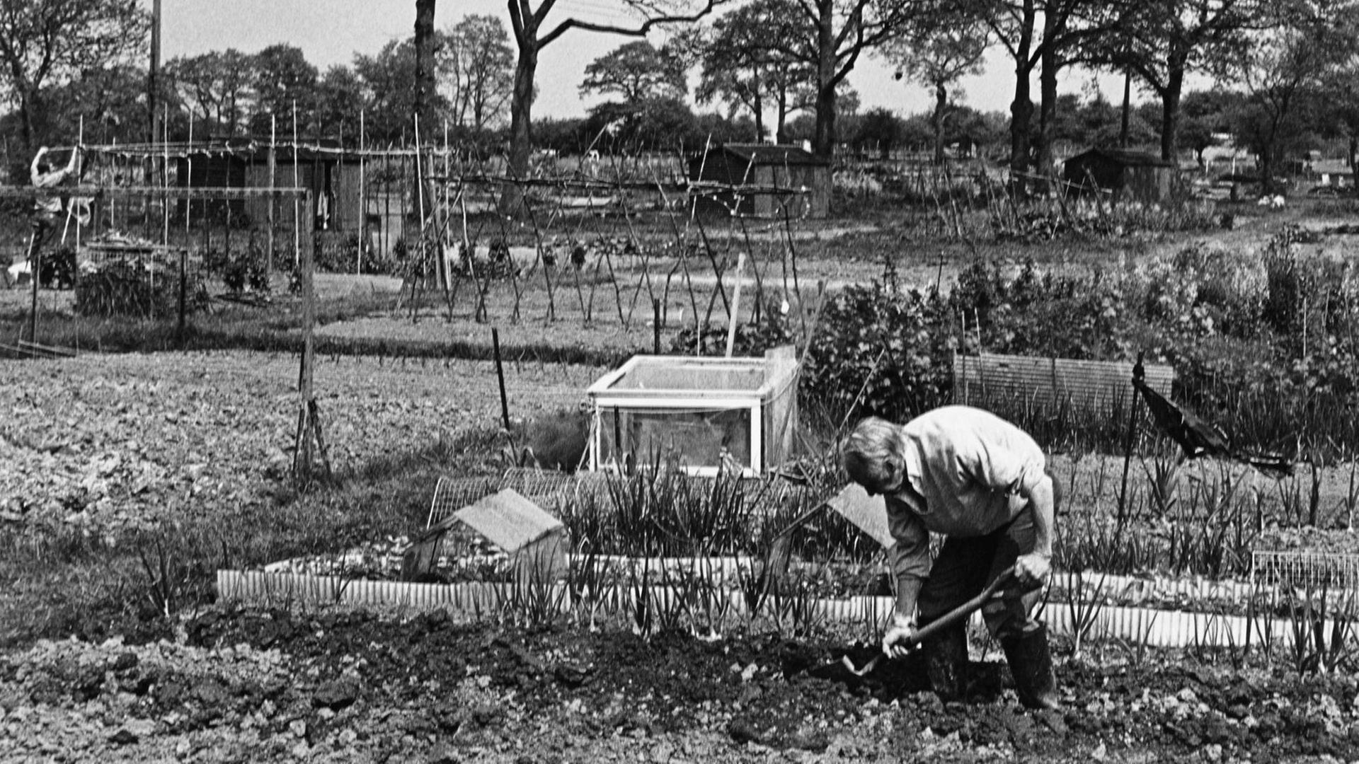 Historische Fotografie eines Kleingartens mit einem älteren Mann, der die Erde in den Beeten mit einer Hacke lockert.