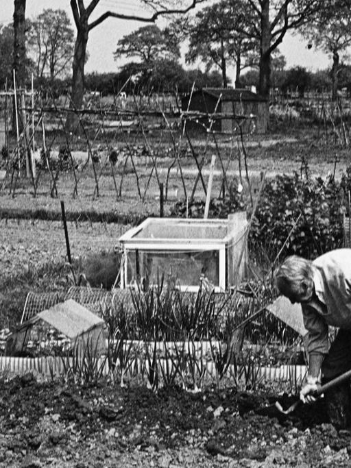 Historische Fotografie eines Kleingartens mit einem älteren Mann, der die Erde in den Beeten mit einer Hacke lockert.