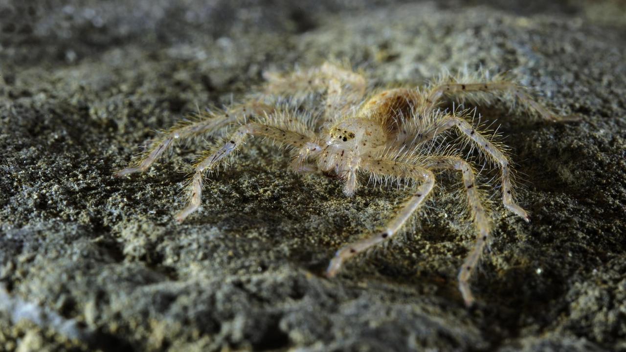 Abbildung der Riesenkrabbenspinne "Heteropoda davidbowie", die dem berühmten Sänger gewidmet ist. Abbildung der Riesenkrabbenspinne "Heteropoda davidbowie", die dem berühmten Sänger gewidmet ist.