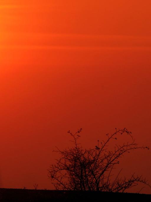 Eine Frau geht während des Sonnenunterganges mir ihrem Hund spazieren.