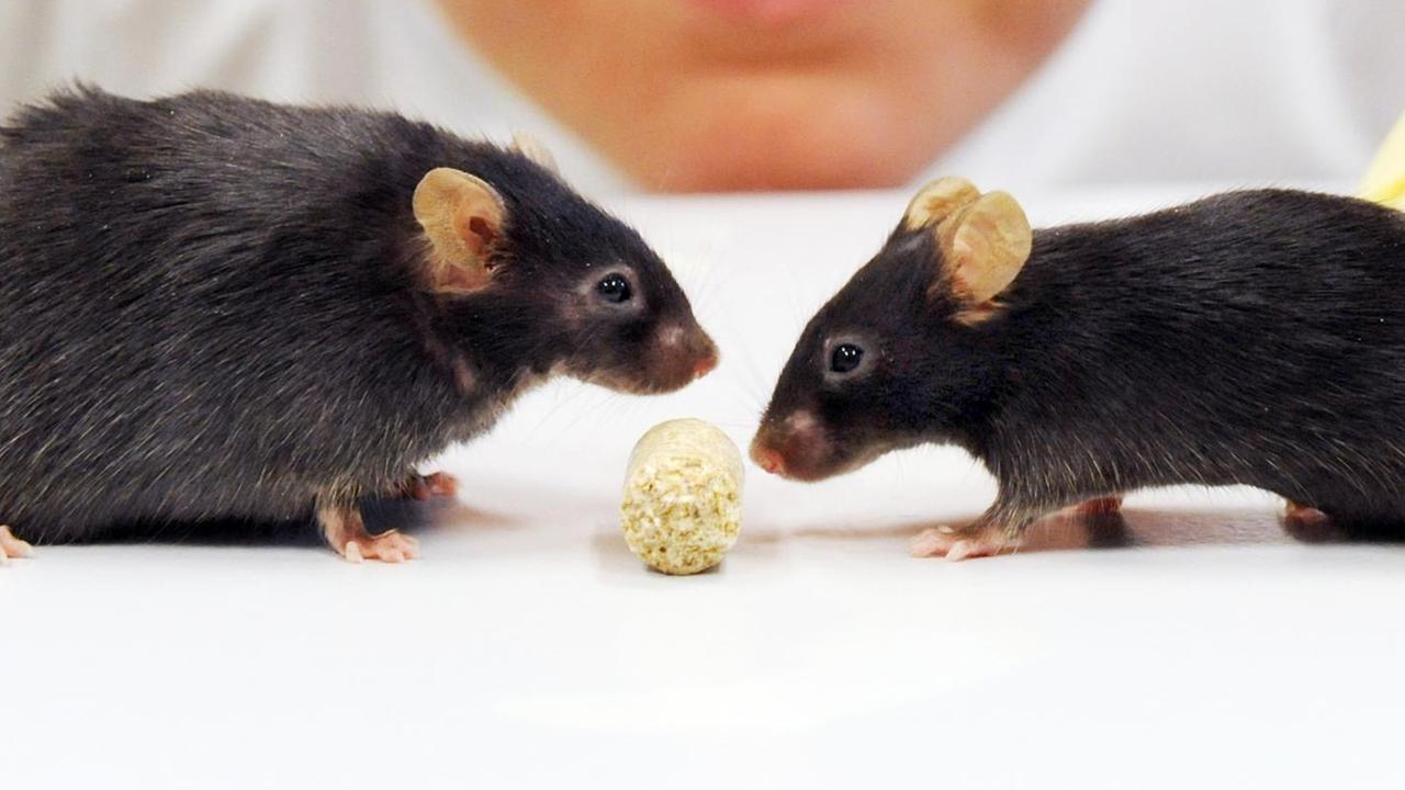 In einem Labor der Gewebebank des Integrierten Forschungs- und Behandlungszentrum Adipositaserkrankungen (IFL) an der Universität in Leipzig beobachtet eine Tierpflegerin eine adipöse und eine normale Maus.