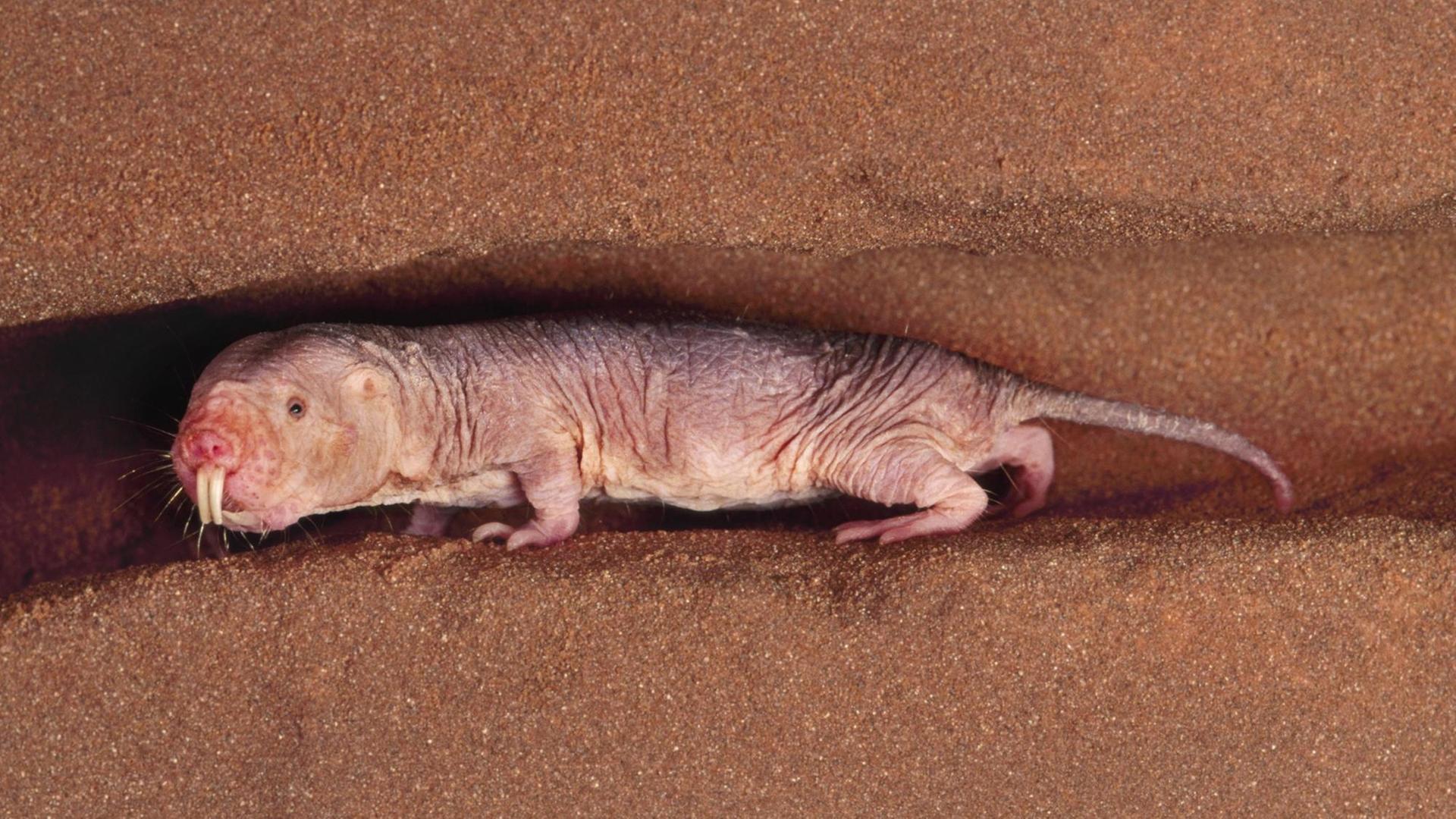 Nacktmull (Heterocephalus glaber) in einem zu Demonstrationszwecken aufgeschnittenen Erdtunnel Nacktmull (Heterocephalus glaber) in einem zu Demonstrationszwecken aufgeschnittenen Erdtunnel
