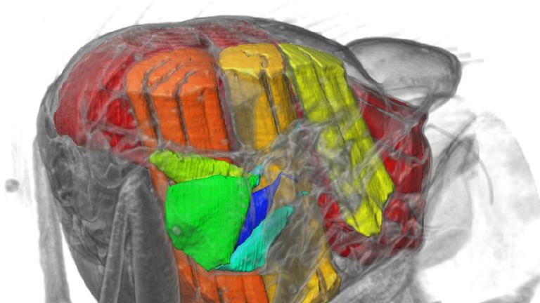 Das Innere des Brustkorbs der Fliegen. Sichtbar sind die fünf untersuchten Steuermuskeln (grün bis blau) und die Kraftmuskeln (gelb bis rot). (Abbildung aus der Veröffentlichung: PLOS Biology (Walker, SM, Schwyn, DA, Mokso, R, Wicklein, M, Müller, T, Doube, M, Stampanoni, M, Krapp, HG, Taylor, GK - In vivo time-resolved microtomography reveals the mechanics of the blowfly flight motor. PLoS Biol 12(3): e1001823 (2014). doi: Das Innere des Brustkorbs der Fliegen. Sichtbar sind die fünf untersuchten Steuermuskeln (grün bis blau) und die Kraftmuskeln (gelb bis rot). (Abbildung aus der Veröffentlichung: PLOS Biology (Walker, SM, Schwyn, DA, Mokso, R, Wicklein, M, Müller, T, Doube, M, Stampanoni, M, Krapp, HG, Taylor, GK - In vivo time-resolved microtomography reveals the mechanics of the blowfly flight motor. PLoS Biol 12(3): e1001823 (2014). doi: