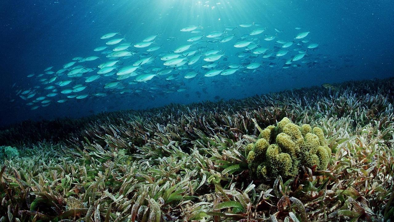 Ein Füsilierenschwarm über einer Seegraswiese unter dem Meer. Ein Füsilierenschwarm über einer Seegraswiese unter dem Meer.
