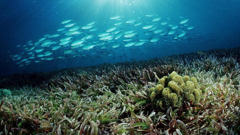 Ein Füsilierenschwarm über einer Seegraswiese unter dem Meer.