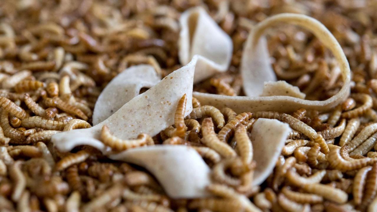 Eine Bandnudel der Plumento Food GmbH, die Lebensmittelprodukte entwickelt und vertreibt, die unter anderem Insektenmehl als Bestandteil haben, liegt auf getrockneten Larven des Getreideschimmelkäfers (Alphitobius diaperinus), auch Buffalowurm genannt. Eine Bandnudel der Plumento Food GmbH, die Lebensmittelprodukte entwickelt und vertreibt, die unter anderem Insektenmehl als Bestandteil haben, liegt auf getrockneten Larven des Getreideschimmelkäfers (Alphitobius diaperinus), auch Buffalowurm genannt.