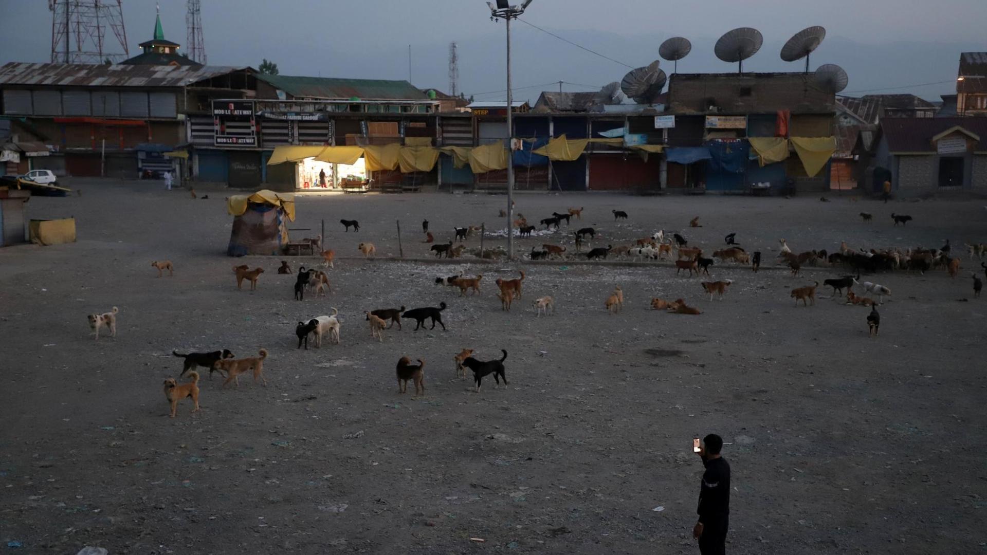 Dämmerung: Ein Junge macht ein Foto der Fütterung, auf einem weitläufigen Platz vor einer Wohnsiedlung sind bestimmt an die hundert Hunde.