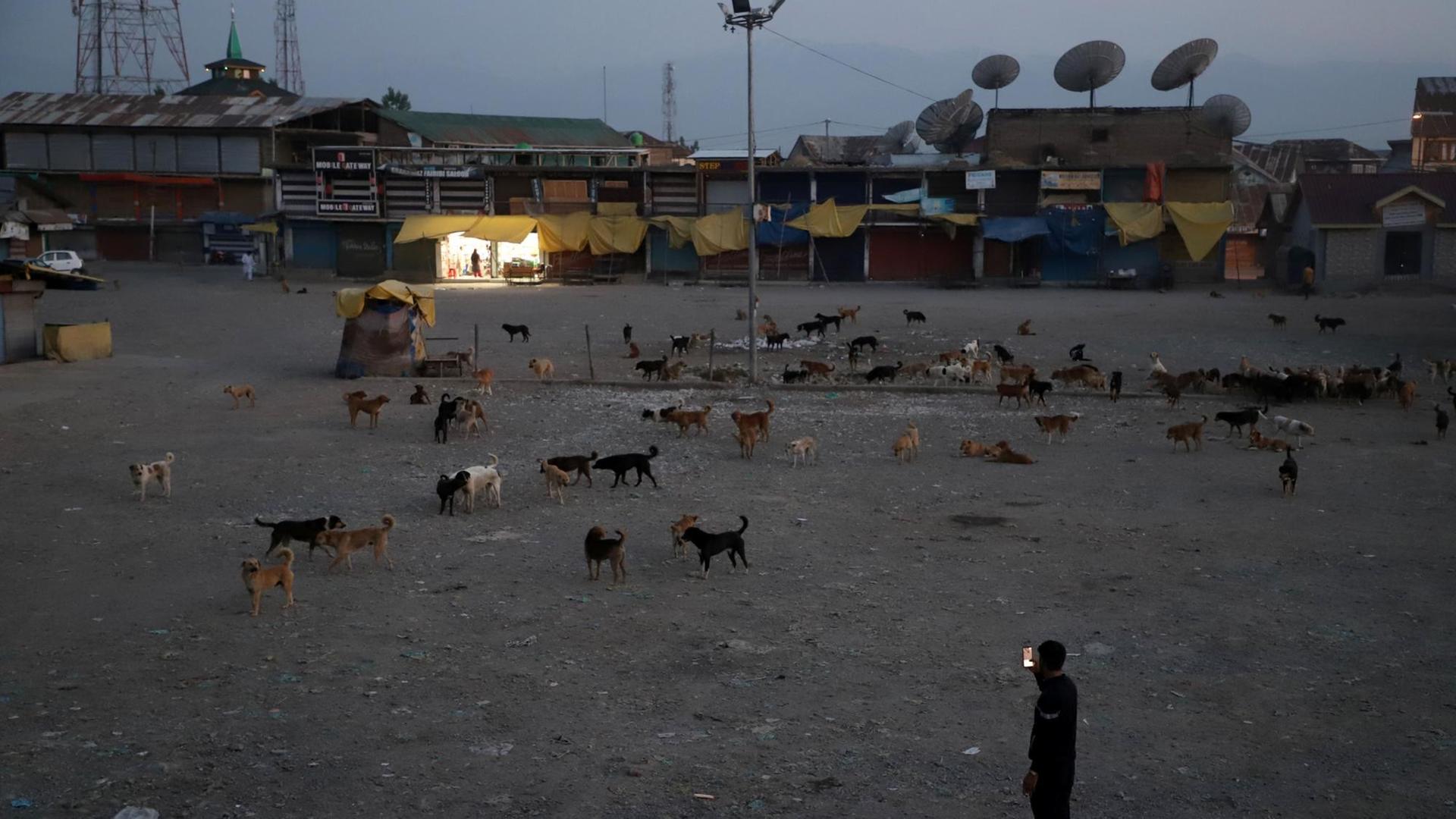 Dämmerung: Ein Junge macht ein Foto der Fütterung, auf einem weitläufigen Platz vor einer Wohnsiedlung sind bestimmt an die hundert Hunde. Dämmerung: Ein Junge macht ein Foto der Fütterung, auf einem weitläufigen Platz vor einer Wohnsiedlung sind bestimmt an die hundert Hunde.