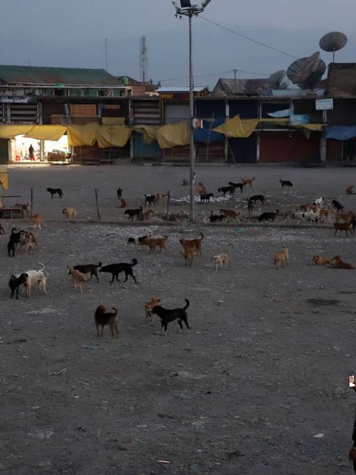 Dämmerung: Ein Junge macht ein Foto der Fütterung, auf einem weitläufigen Platz vor einer Wohnsiedlung sind bestimmt an die hundert Hunde.