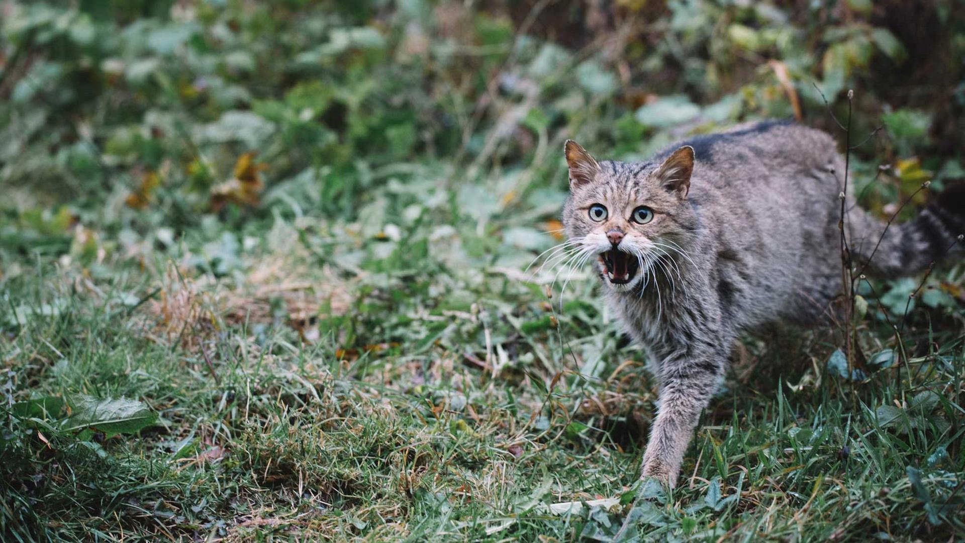 Ist die Katze mit Tollwut infiziert? Ist die Katze mit Tollwut infiziert?