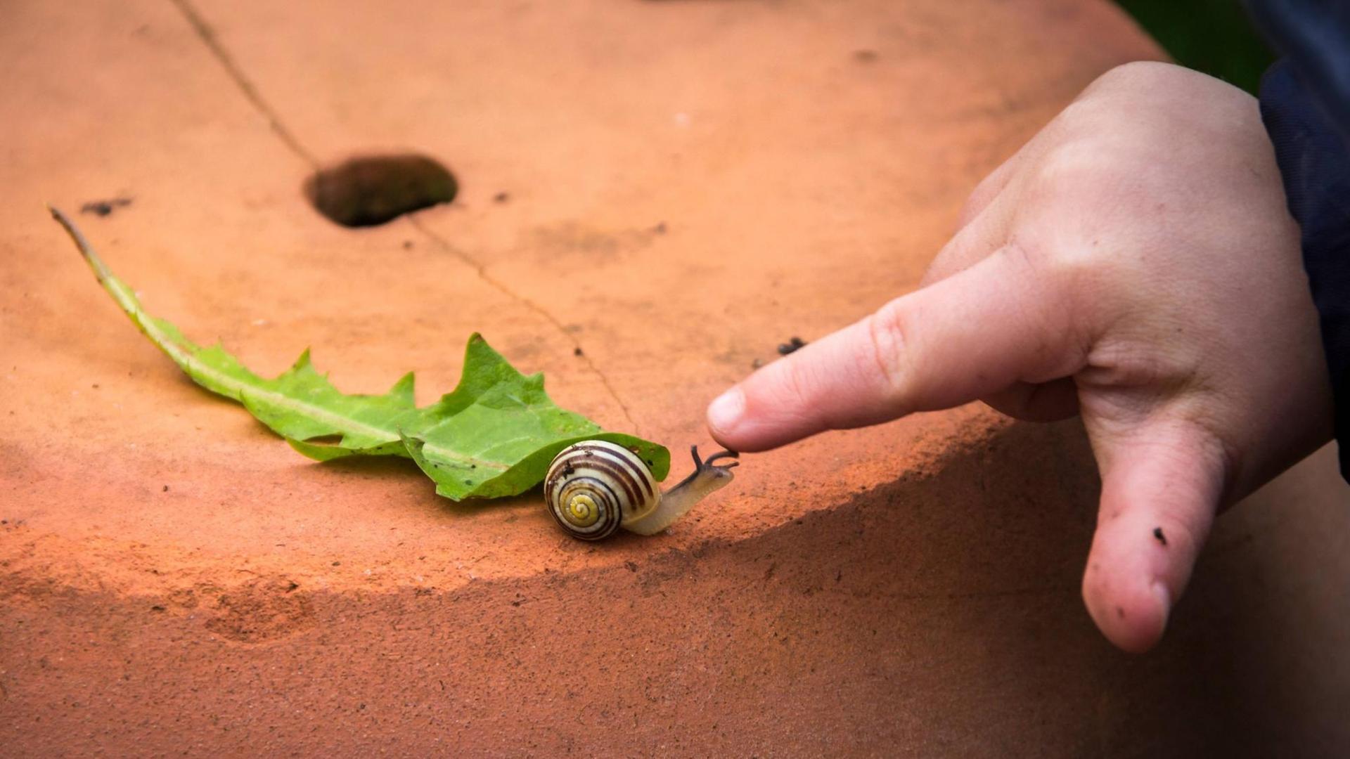 Eine Kinderhand berührt vorsichtig eine kleine Schnecke auf einem grünen Blatt. Eine Kinderhand berührt vorsichtig eine kleine Schnecke auf einem grünen Blatt.