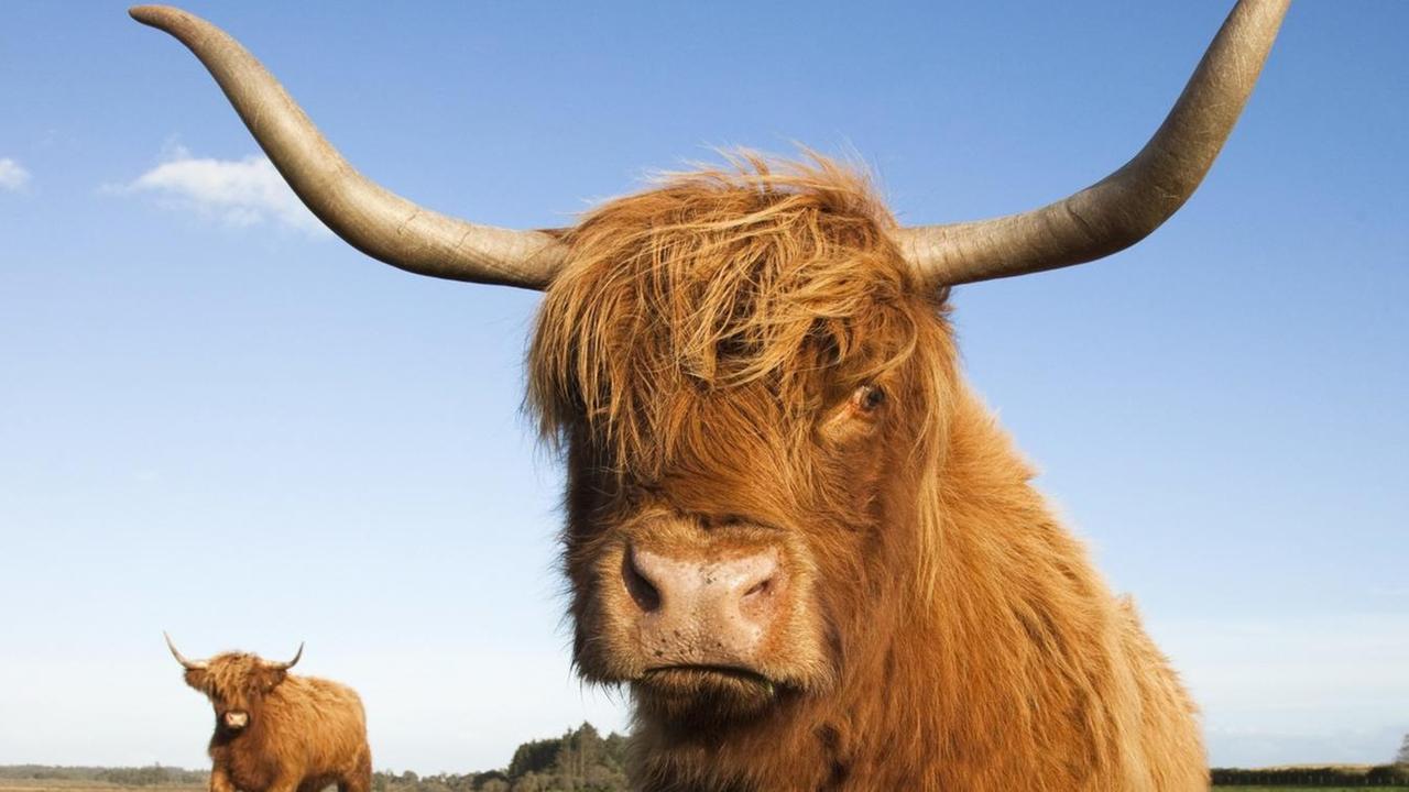 Ein schottisches Angus-Hochlandrind auf der Weide Ein schottisches Angus-Hochlandrind auf der Weide